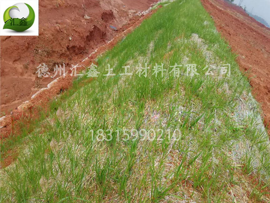 植被毯一種護坡綠化的新型材料(圖1)