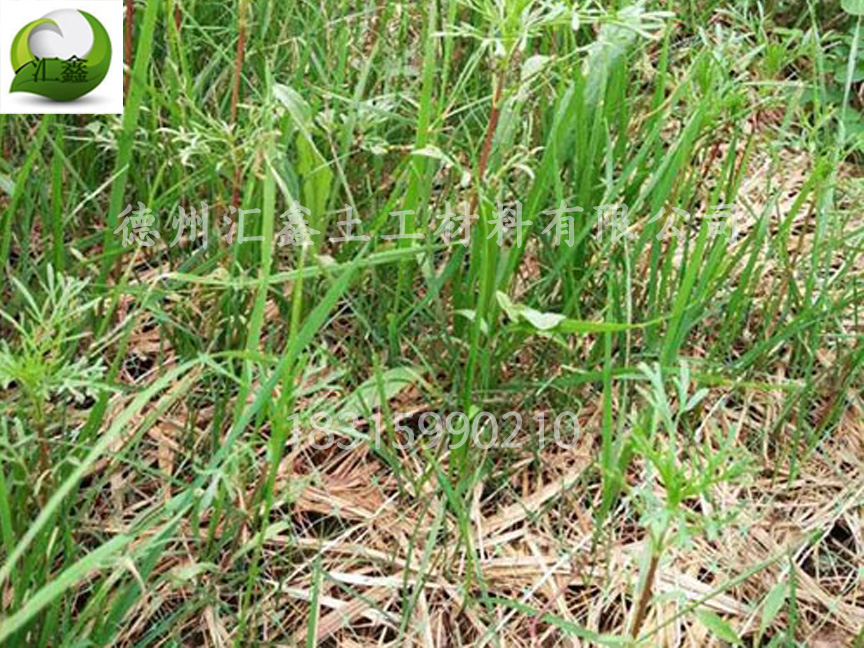 植被毯一種護坡綠化的新型材料(圖2)