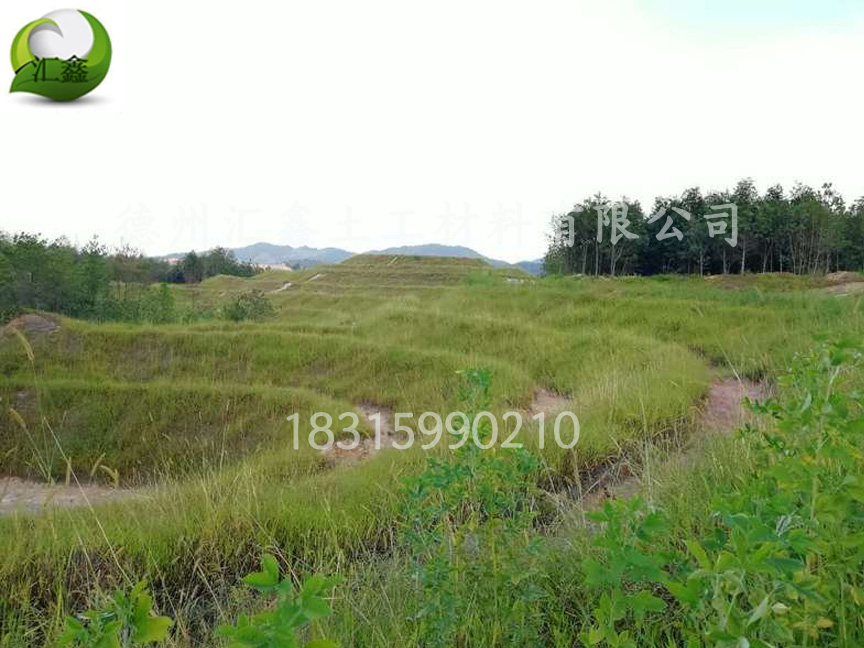 植物纖維毯——河道邊坡用護坡綠化毯(圖2)