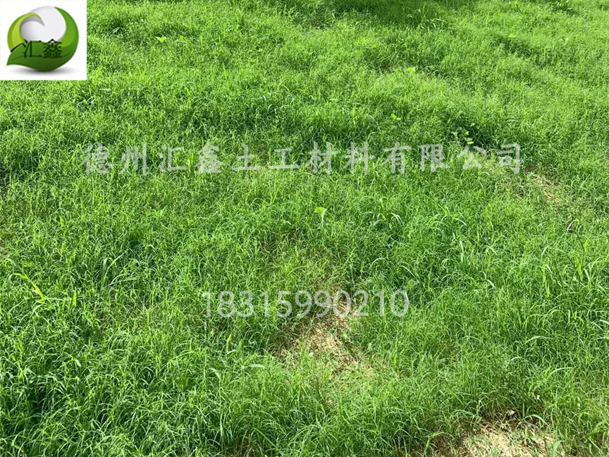 椰絲毯——新型的護坡綠化材料(圖1) 椰絲毯——新型的護坡綠化材料(圖1)