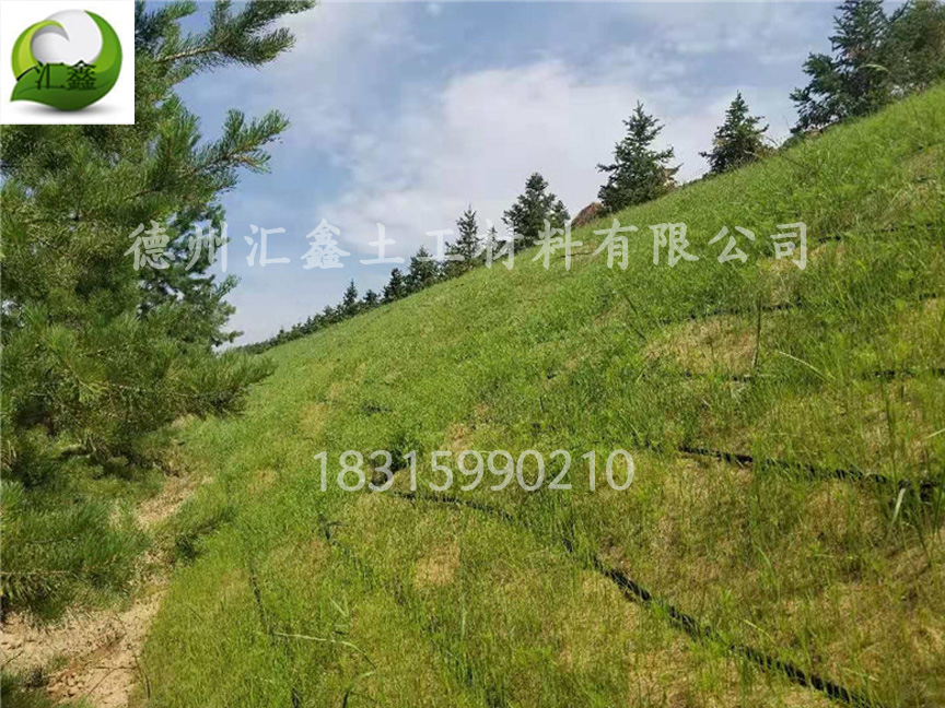 植被毯有幾種類型?(圖1) 植被毯有幾種類型?(圖1)