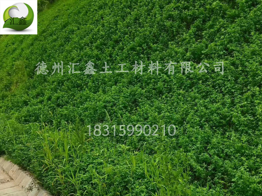 植被毯有幾種類型?(圖2) 植被毯有幾種類型?(圖2)