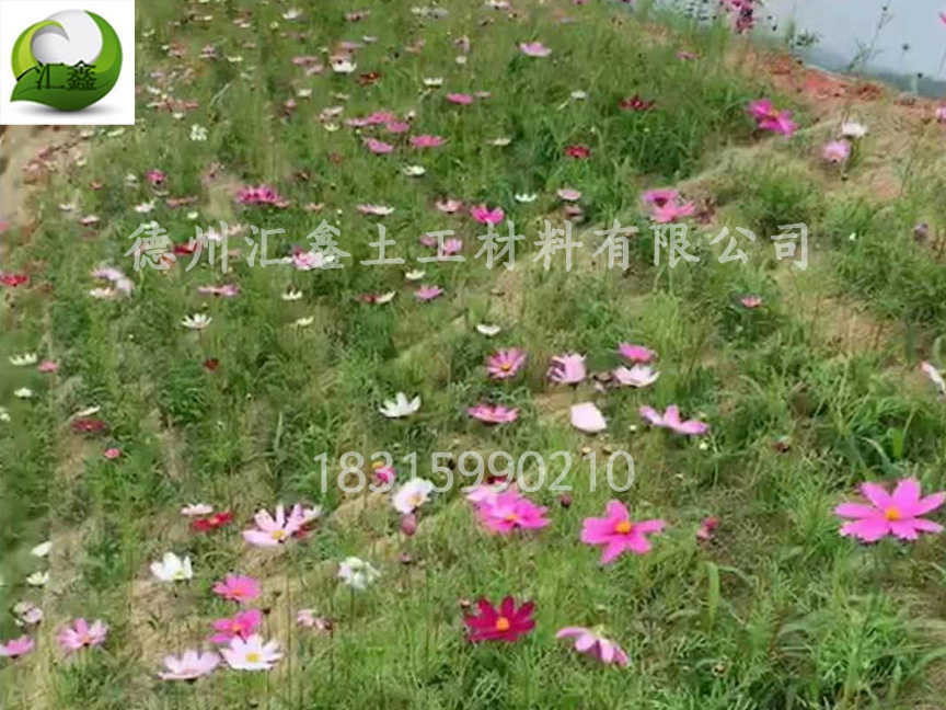 植被毯有幾種類型?(圖3) 植被毯有幾種類型?(圖3)